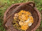 Here is a freshly harvested basket of four species of edible mushrooms.