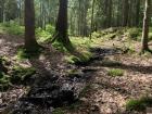 The Norwegian woods are beautiful. 