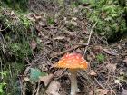 Fungi comes in all colors, shapes and sizes -- even bright red!