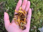 Here's my handful of funnel chanterelle.