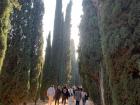 This was a whole walkway of tall cypress trees.