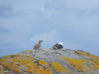 This is a GBBG chick under the watchful eye of their parent. 