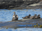 A group of female Common Eiders huddles together to look out for predators.