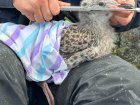 Here we are measuring the head length of this month-old GBBG chick. 