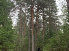 Boomer loves the forest just as much as I do.