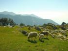 Here are even more sheep spotted on our hike!