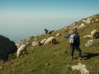 I was thrilled to see so many sheep on our hike!