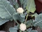 My landlord still manages to grow Cauliflower (Ghobi) despite the pollution! This is from the garden on my roof. 