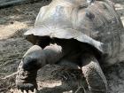 Here's another photo of one of the tortoises at the sanctuary on the island. 