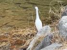 A crane standing in the river