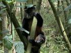Golden monkeys--the only other primate that lives in the Virunga Mountains