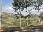 We passed several beautiful farms on our way to Bugesera