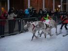 Reindeers and their jockeys competiting in the Reindeer Race