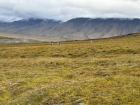 The gorgeous tundra with some reindeer buddies!