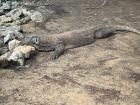 This is a male Komodo Dragon. He really blends in, like camouflage!