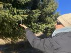 We explore the forest pine trees!