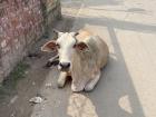 There are so many cows in Varanasi that roam around all on their own!