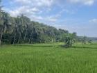A rice field