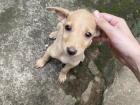 A stray puppy