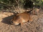 A cow in Jaipur