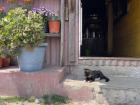 A cat that I saw while hiking in Darjeeling