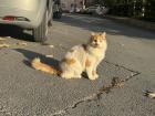 In Türkiye, especially in Istanbul, there are cats everywhere! They are usually very friendly.