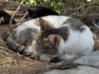 As you all know by now, cats are everywhere!