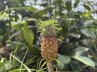 A pineapple plant