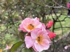 Bees pollenating in the rose garden at the botanical gardens