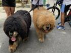 Lots of people use the Ciclovía to take their dogs on long walks!