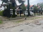 A cat I saw in Villavicencio, a city in los llanos (the plains)