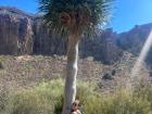 My first hug from a Canarian palm tree!