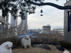 Sheep statues at the top of 우암산 (Uamsan)