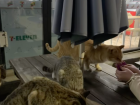 Feeding stray cats outside of a local 편의점 (pyeon-i-jeom), or convenience store