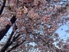 The last of this year's 벚꽃 (beot-kkot), or cherry blossoms