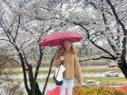 Rain didn't stop us from celebrating at the annual cherry blossom festival in 청주 (Cheongju)