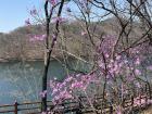 Cherry blossoms aren't Korea's only spring flower, as I discovered by finding these purple blossoms along a lake