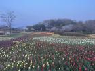 Tulip fields at a local park