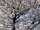 벛꽂 (beot-kkot), or cherry blossoms, at peak bloom in 청주 (Cheongju)