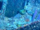 Moray Eels hanging out at 60 meters on the tugboat shipwreck