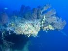 Image of the locally famous Jeff's Ledge, a deep reef system at 80 meters!