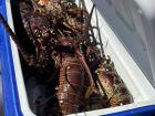 On the island, they eat a lot of seafood--here is a cooler filled with spiny lobster!