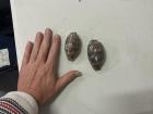 Two huge "cowrie" (marine snail) shells, probably left by the two octopuses I saw fighting