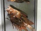 Some venomous lionfish a buddy and I caught for dinner--these fish are invasive to the Caribbean, so having them as food is one way to slow down the spread of this species!