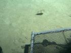 The porcupine fish normally at 5 meters is here seen at 150 meters--did you get lost, Bud?