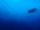 Image of the Curasub taken underwater by the other minisub