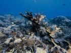 Despite the high water temperatures, this healthy coral offers a hopeful reminder of the resilience and potential for recovery of our reefs