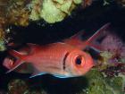 Blackbar Soldierfish. Why are their eyes so big?