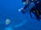 Making new friends underwater: this curious Grey Damselfish came to check out the "alien" in their reef (aka me)!