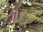 The clover that inspired me!